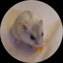 David en Rebec Gerritsen