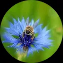 Lia Van den Boogaard