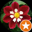 Liselotte van Veen Langer