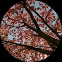 Willemien Pluijm van der