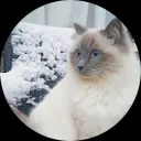 Kyra and Lizzy Ragdoll cats