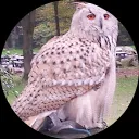 Monique van der Toorn