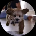 Agneeth van der Burgh