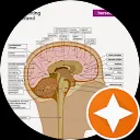 L.M.H. Hélène Kalmijn