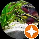 Eefje ‘Lientjee’ Gaatjeniksaan