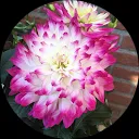 Mandy ‘1980girl’