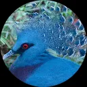 Harrie van der Vaart