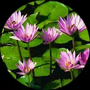 Mayette Laurente O’Brien