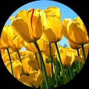 nfs ‘blue eyes’ yk