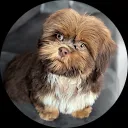 Brigitte van duijvenbode