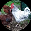 Jacqueline, s Moestuin op my little farm