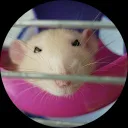 Jessie Kuppens-van Alem