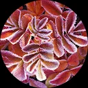 Ellis Koolman (Ellis)