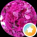 Ahmad Fahad