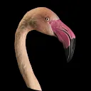 Fairtrade Flamingo