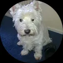 andrea Hoekveen-van Schelt