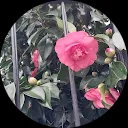 Олена Прийдун