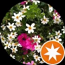 Albert Laarhoven van