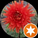 Аліса Волкова