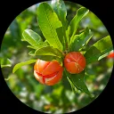 Bertine van Veen-Dogger