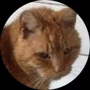 Martin Van Groeningen