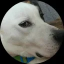 Shivani Nieuwenhuijs