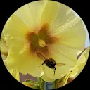 pauline nieuwenhuizen