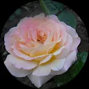 Людмила Литвинова