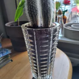 Close-up van een cactus in een helder glasvezel plantenpot met horizontale patroon op een houten tafel