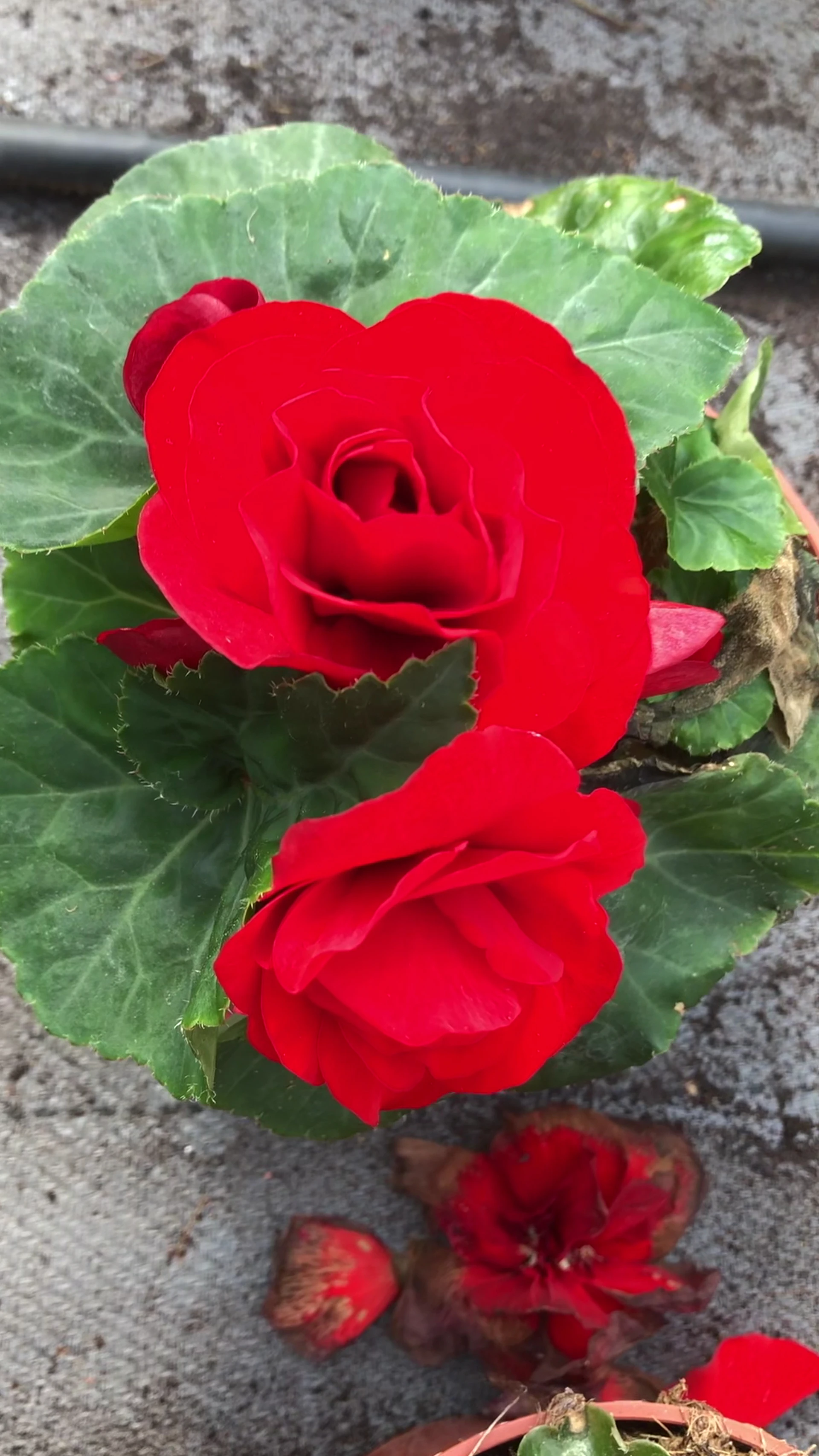 Kringloopwinkel Alfayette Kringloop Winkel in Goor