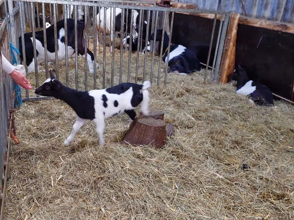 Kringloopwinkel in Sint Annen