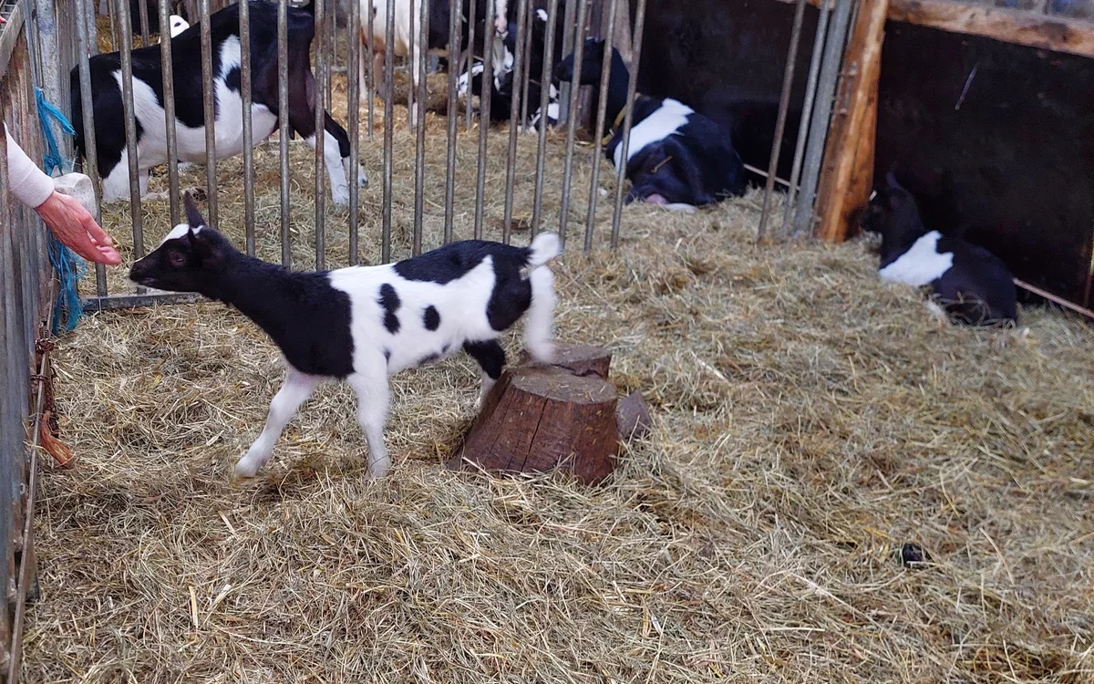 Kringloopwinkel Kringloopwinkel Belevingsboerderij de Zes Grazen in Sint Annen