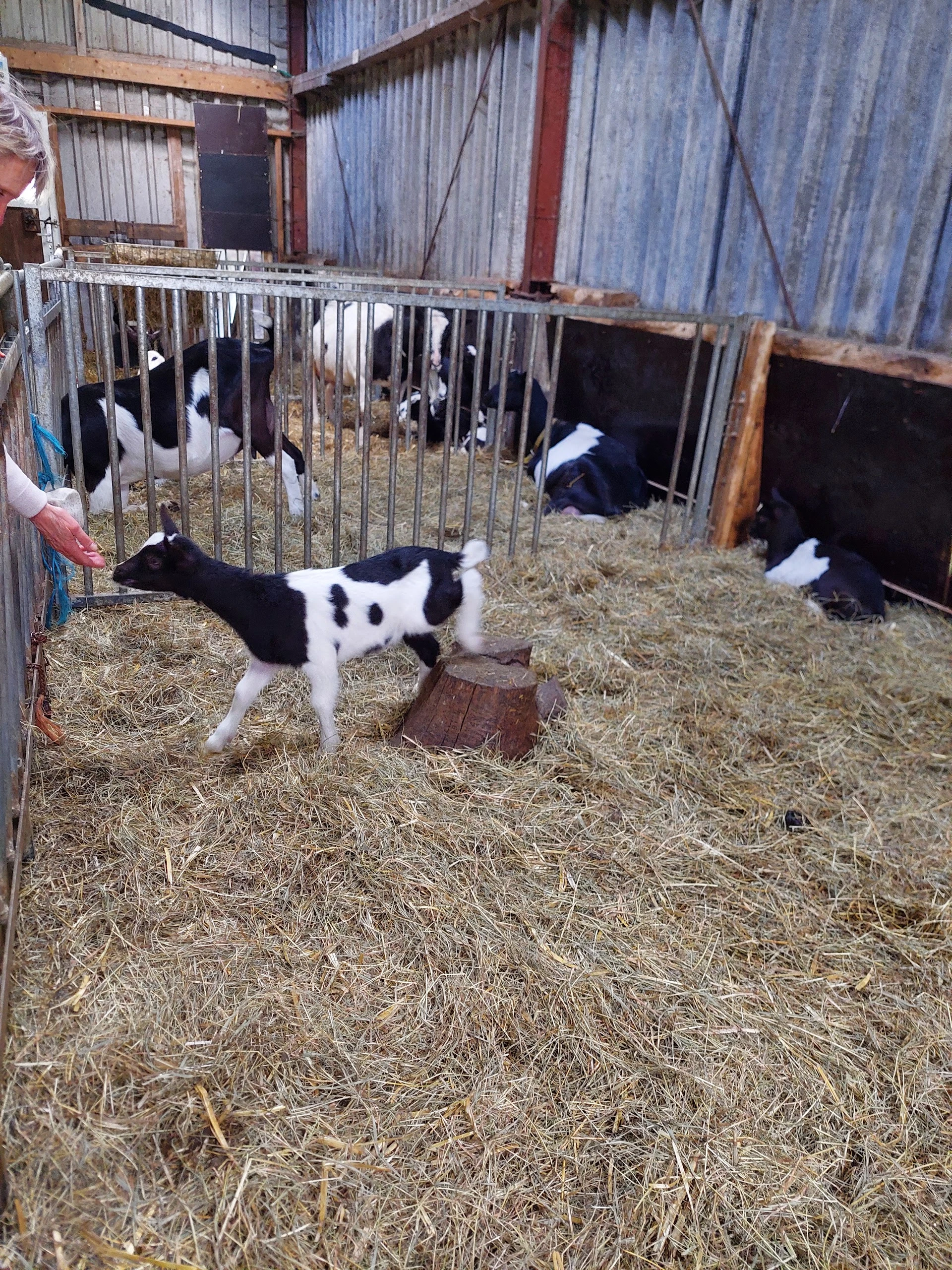 Kringloopwinkel Kringloopwinkel Belevingsboerderij de Zes Grazen in Sint Annen