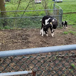 Bezoeker foto van Kringloopwinkel Belevingsboerderij de Zes Grazen in Sint Annen