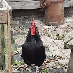 Bezoeker foto van Kringloopwinkel Belevingsboerderij de Zes Grazen in Sint Annen