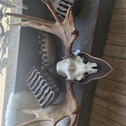 Gewei en schedel van een hert op houten schijf, tentoongesteld naast decoratief object