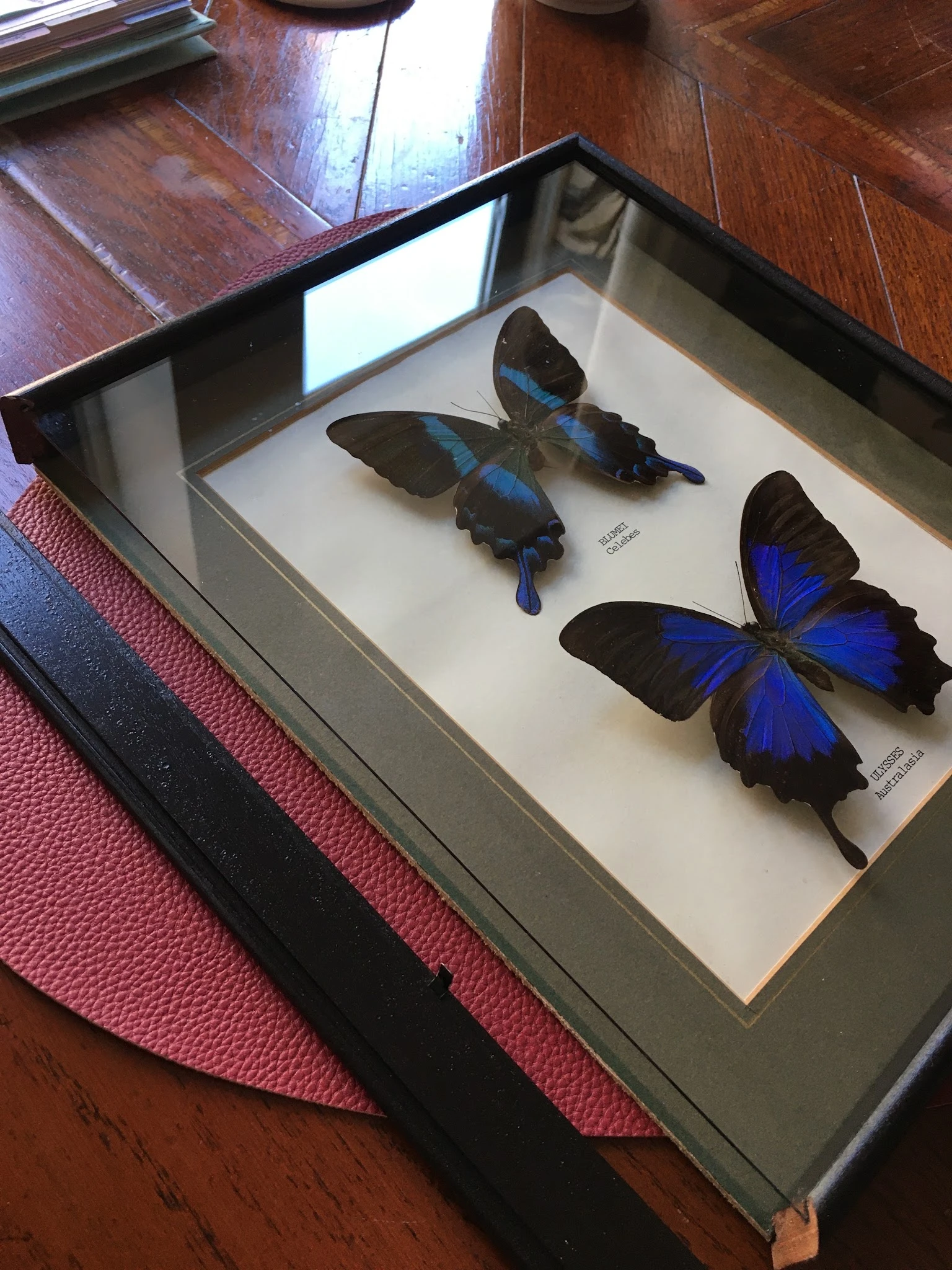 Twee opgezette vlinders met blauwe vleugels in een vitrinekast met witte achtergrond
