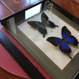 Twee opgezette vlinders met blauwe vleugels in een vitrinekast met witte achtergrond