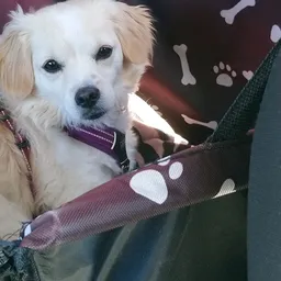 Witte hond met paarse halsband zit in een tas met pootafdrukken