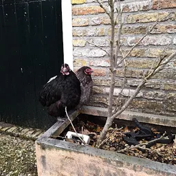 Bezoeker foto van Kringloopwinkel De Boekenboer in Formerum