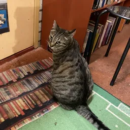 Gestreepte kat zittend op vloer met boeken en speelgoed op achtergrond