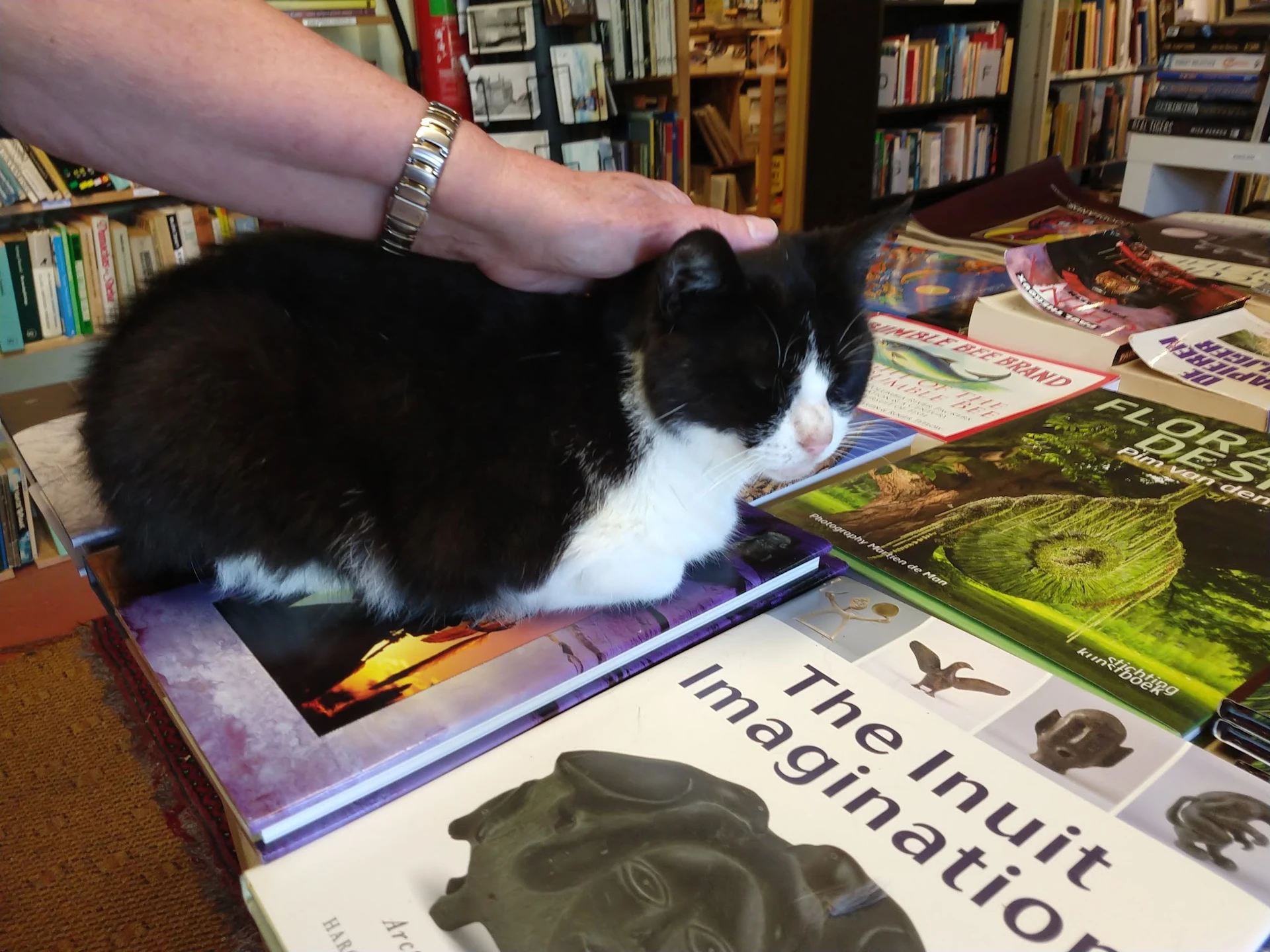 Zwart-wit kat op boeken in boekenwinkel met boekenkasten op de achtergrond