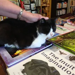 Zwart-wit kat op boeken in boekenwinkel met boekenkasten op de achtergrond
