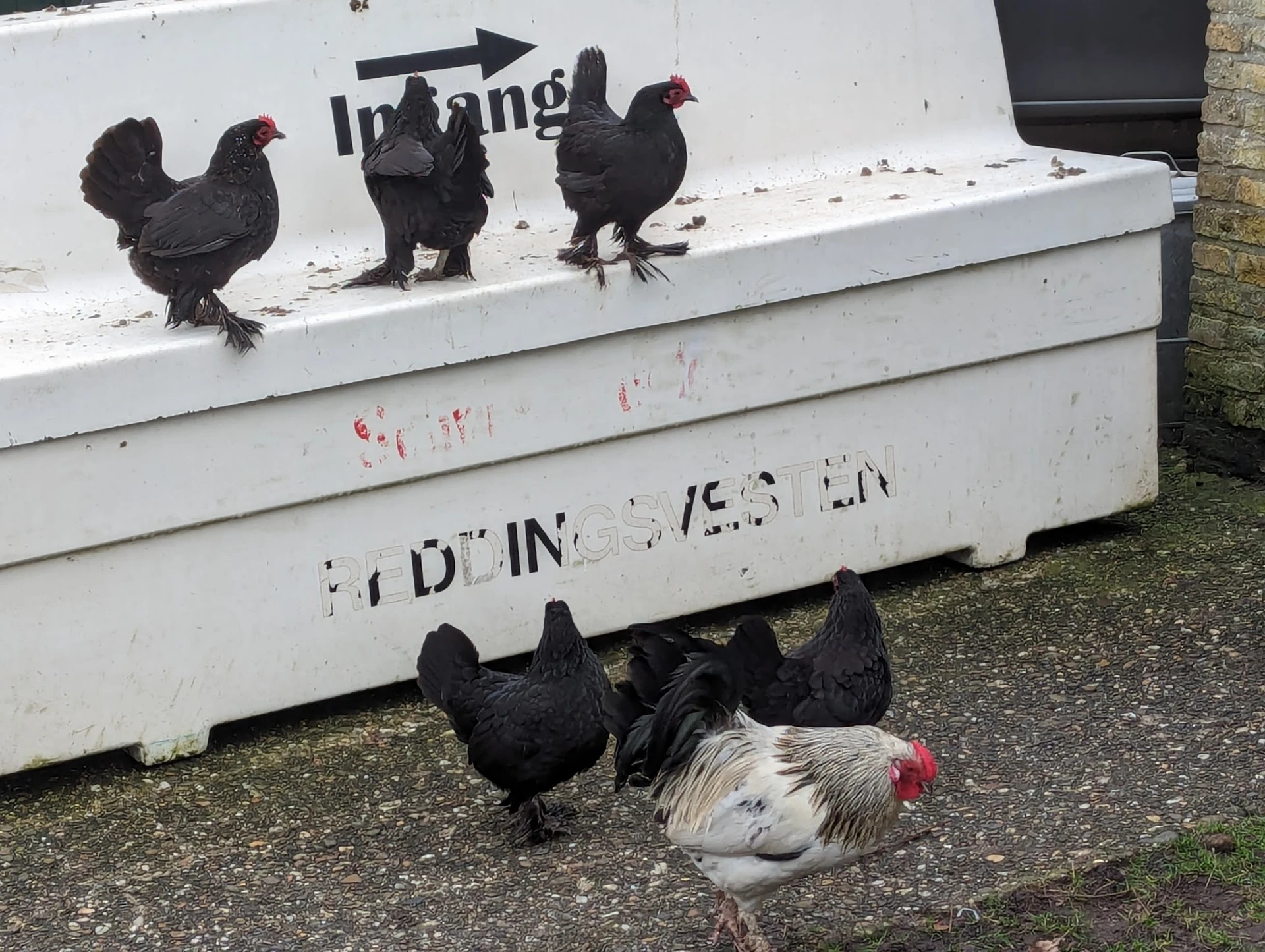 Zwarte kippen en een wit-rode haan bij een witte container buiten