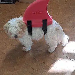 Bezoeker foto van Kringloopwinkel De Groote Weiver in Wormerveer