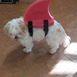 Kleine witte hond draagt roze rugzak met zwarte riemen