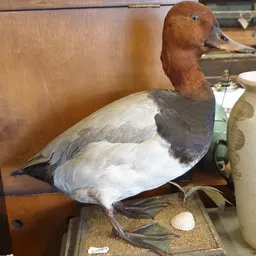 Opgezette watervogel met bruine kop en wit-grijs lichaam op een schap