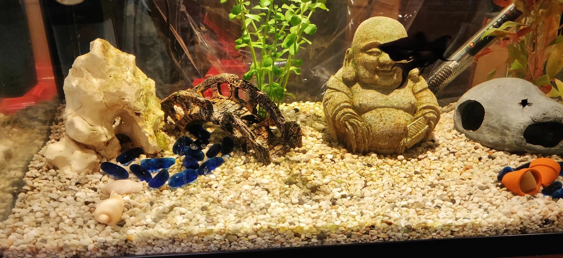 Aquarium met grind, decoraties en een krab