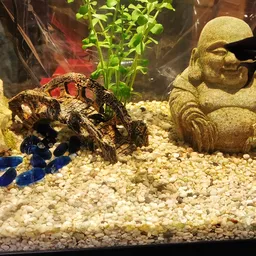 Aquarium met grind, decoraties en een krab