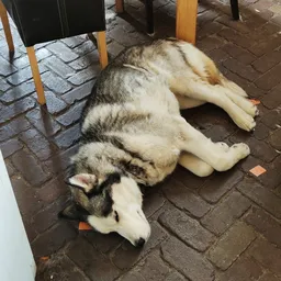 Husky liggend op tegelvloer in wat lijkt een winkelruimte